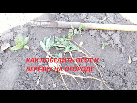 Видео: Как победить осот и берёзку