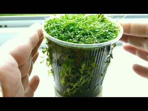 Видео: Пузырчатка. Utricularia. Содержание и уход. Хищное растение.