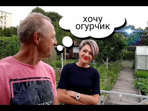 Видео: НА ДАЧЕ У РОДИТЕЛЕЙ.КАК ВЫГЛЯДИТ ДАЧА В ГЕРМАНИИ.ЧТО САДЯТ,ЧТО РАСТЁТ.