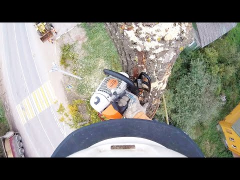 Видео: Спил дерева по частям от А до Я арбористом от первого лица
