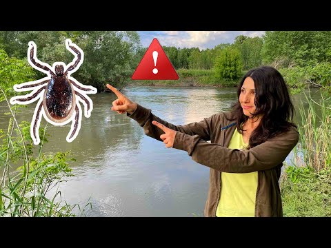 Видео: Как да се Предпазим от Кърлежи? 5 Съвета //  How to Prevent Ticks on Humans? 5 Tips