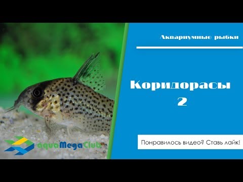 Видео: Сомики коридорасы: золотистый, леопардовый, Агассица, Кейна, крапчатый, изящный, панда, орнатус