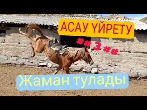 Видео: Асау үйрету #3/Баян Жүрек/Тулады/