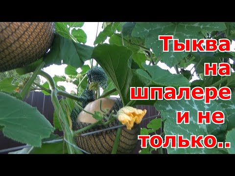 Видео: Выращивание тыквы на шпалере и на компостной куче - что лучше. Вертикальные опоры для тыквы.