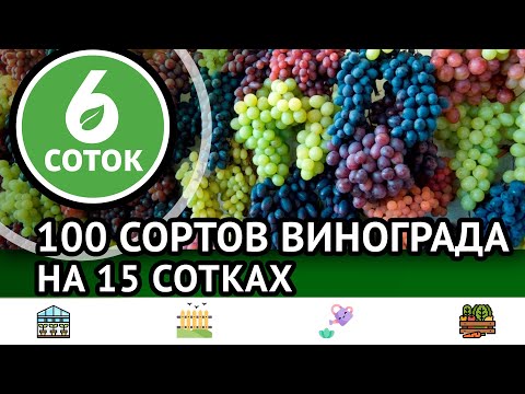 Видео: 100 сортов винограда на 15 сотках. 6 соток 12.09.2022