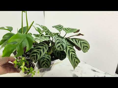 Видео: Закрытие почтового сезона. Акционные наборы 🌿🌸растений для тёплых регионов #комнатныерастения #цветы