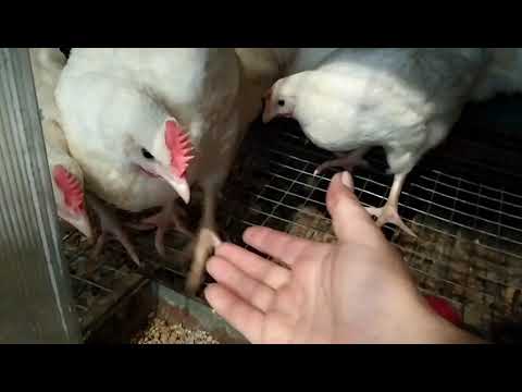 Видео: КУРЫ И ЦЫПЛЯТА МИНИ- МЯСНОЙ БЕЛОЙ ПОРОДЫ КУР