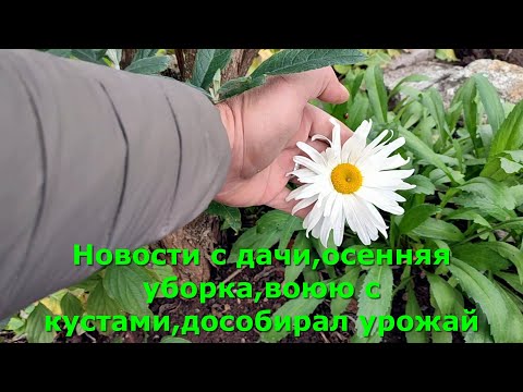Видео: Новости с дачи,осенняя уборка,воюю с кустами,дособирал урожай