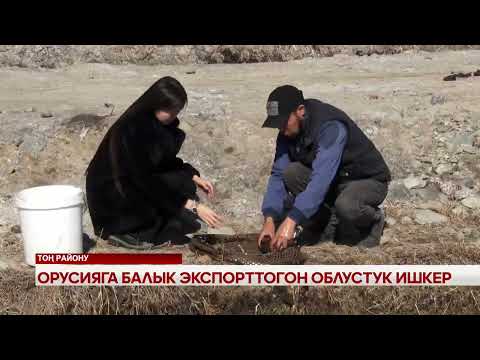 Видео: Орусияга балык экспорттолгон облустук ишкер
