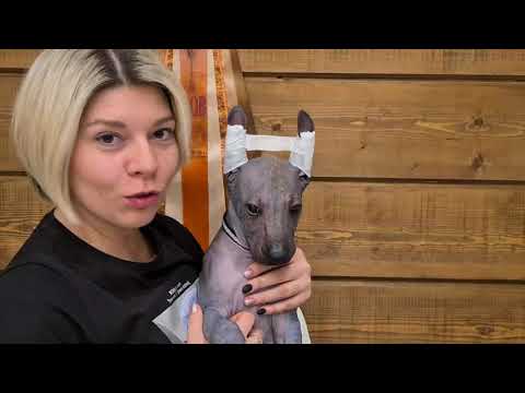 Видео: Как ставить уши щенку ксоло (2)