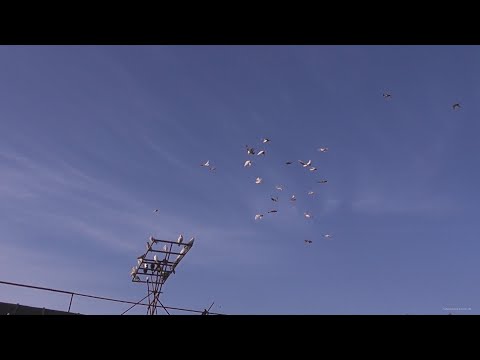 Видео: Голуби Игоря. Рязань. Продажа бойных голубей Ленинаканские, турецкие, бакинские голуби. часть2