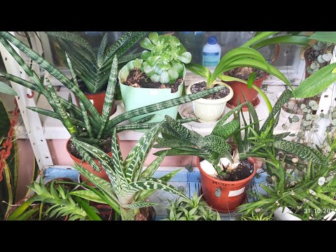 Видео: 31.10.2025 р.як квіти виживають без опалення 😉