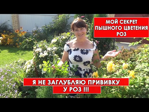 Видео: Почему я не заглубляю прививку розы? Посадка садовых роз - мой опыт. Отвечаю на Ваши вопросы.