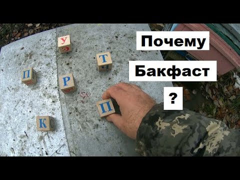 Видео: Бакфаст в системе пчеловодства.