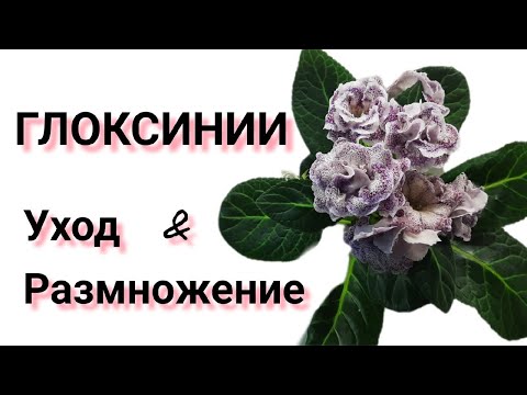 Видео: ГЛОКСИНИИ МОЙ УХОД от А до Я / РАЗМНОЖЕНИЕ /УДОБРЕНИЕ  /ГРУНТ / ХРАНЕНИЕ