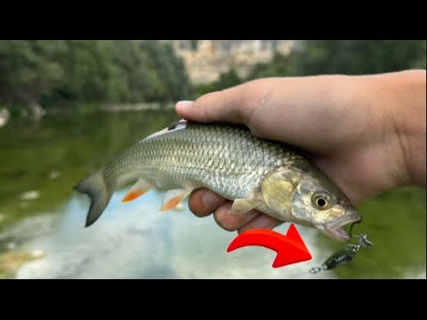 Видео: РИБОЛОВ НА КЕФАЛ | КЛАТУШКИТЕ НА FIELD HUNTER MANIA