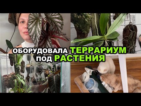 Видео: Новая ЦВЕТОЧНАЯ ЗОНА | Ардизии, Лабизии, Орхидеи, Эмблеманты | КОТЫ-РАЗРУШИТЕЛИ