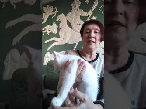 Видео: Турецкая ангора