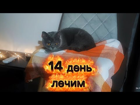 Видео: 14 день.Вторая ветклиника. 