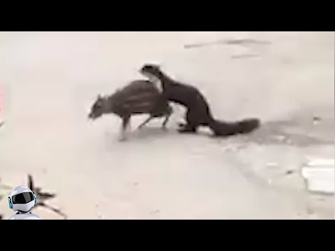 Видео: Куница в Деле / Куница против Оленя, Сокола, Кота