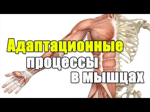 Видео: Адаптационные процессы в мышцах. Как и почему растут мышцы.