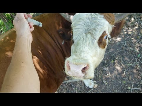 Видео: Оводы заели быков. Средство от кровососов.