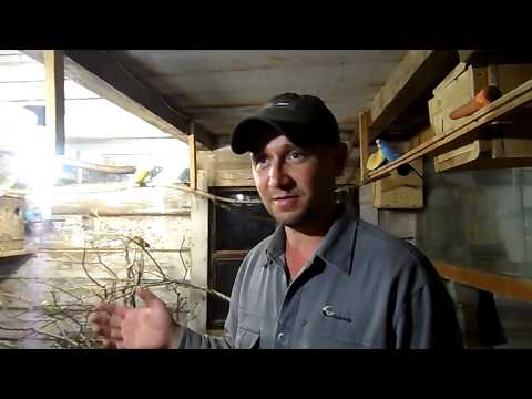 Видео: Профилактика от поноса, у волнистых попугаев.