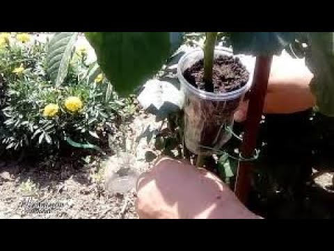 Видео: ВОЗДУШНЫЕ ОТВОДКИ у розы. РЕЗУЛЬТАТ укоренения роз воздушными отводкамиAIR BRANCHES the rose. RESULT