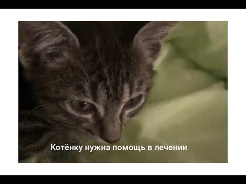 Видео: СПб, Котёнку очень плохо, нужна помощь в лечении 