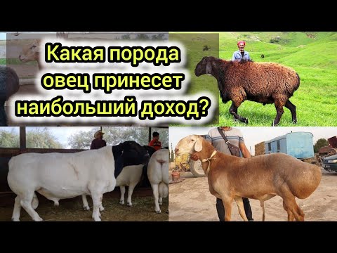Видео: Каких овец выгодно разводить? ТОП породы для заработка!