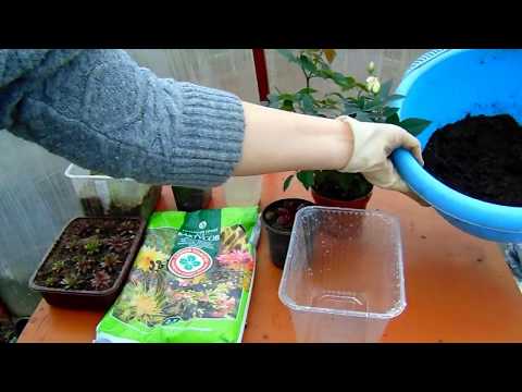 Видео: Молодило  (Sempervívum) в саду . Размножение семенами от А до Я.