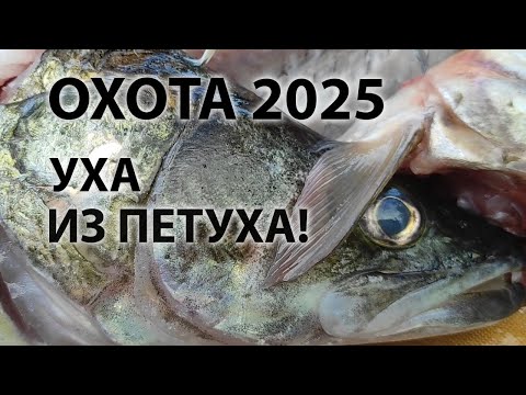 Видео: Подводная охота осень 2025. Уха из петуха!