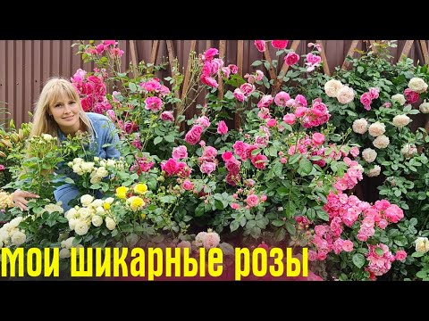 Видео: САМЫЕ КРАСИВЫЕ розы и ЭФФЕКТНЫЕ однолетники, которые ЦВЕТУТ ВСЁ ЛЕТО