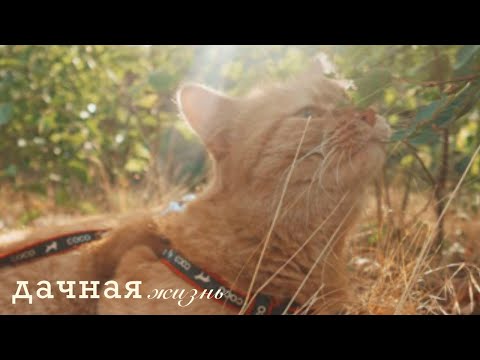 Видео: мини влог | дачная жизнь