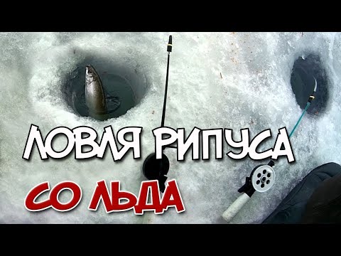 Видео: Рыбалка на РИПУСА  в КРЕЩЕНИЕ 2020 оз. Инголь# Наловил на малосол!!!