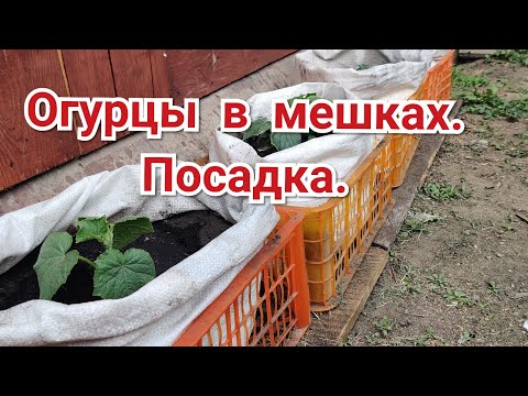 Видео: Дела Огородные. Огурцы В Мешках. Посадка.