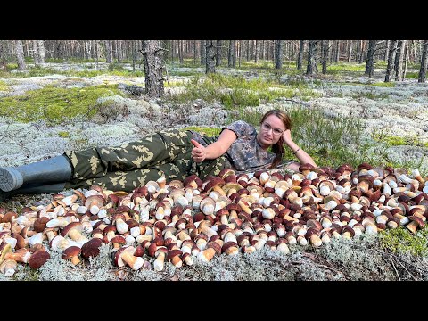 Видео: НЕТРОНУТЫЙ ЛЕС, МИЛЛИОН БЕЛЫХ ГРИБОВ БОРОВИКОВ, ЛУЧШАЯ ГРИБАЛКА ГОДА!