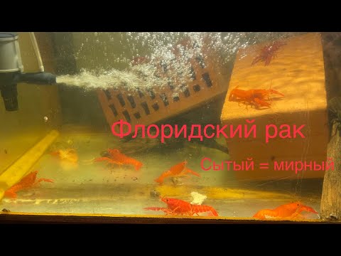 Видео: Флоридские раки содержание и размножение. Линька, укрытия, кормежка. Как содержать Раков с рыбками.