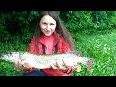 Видео: Карподром Жуки !!! Столько щук на моем канале не было !!!!!!!!!!