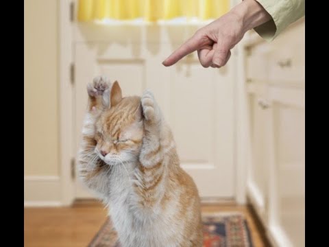 Видео: 😺 Я больше не буду! 🐈 Самое смешное видео с котами и котятами для хорошего настроения! 😺