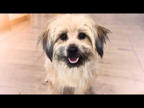 Видео: «Могу ли я тебе доверять?» Беременная бездомная собака боялась всех — пока не выбрала меня.