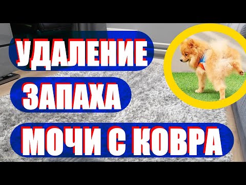 Видео: Удаление запаха мочи с ковра. Химчистка ковра