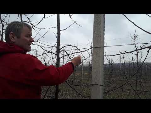 Видео: Обрізка сильнорослого сорту Муцу на підщепі М9