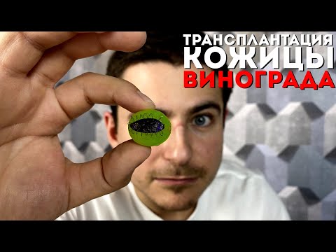 Видео: Микрохирургия на виноградинке | Fruit surgery | Трансплантация кожицы винограда | Тренировка хирурга