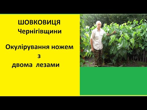 Видео: Окулірування ножем з двома лезами.