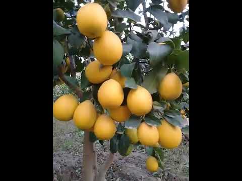 Видео: Лимончи Хасан бобо