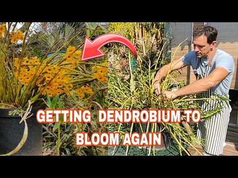 Видео: Гигантский репот Dendrobium fimbriatum oculatum