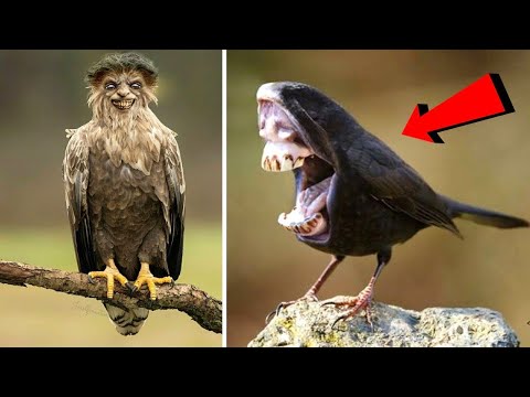 Видео: Необычные Птицы, которых Вы Точно Раньше не Выдели! Топ 10