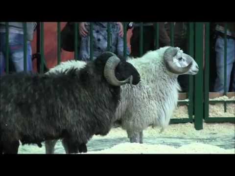 Видео: Овцы Выставка Золотая осень-2011