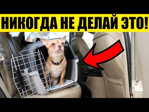 Видео: 15 ОШИБОК в Воспитании Собак, которые Совершают 98% ВЛАДЕЛЬЦЕВ!